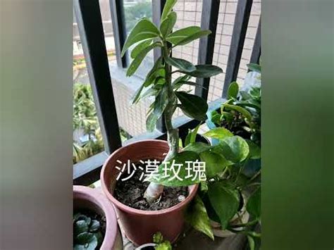 全日照植物 西曬|全日照植物種植指南：陽光下的絢爛花海 